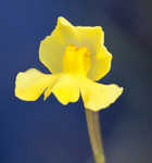 Floating bladderwort